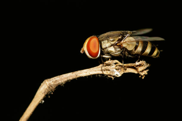 istock Image of a flies (Diptera) on black background. Insect Animal 803503528