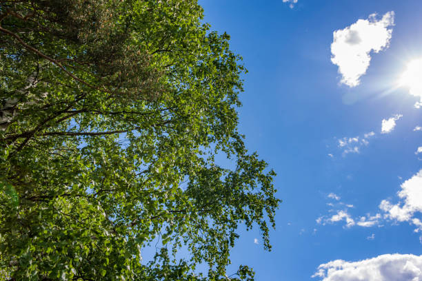 istock green leaves against blue sky 803513170