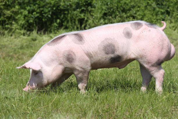 istock Young pietrian breed pig on natural environment 803513198