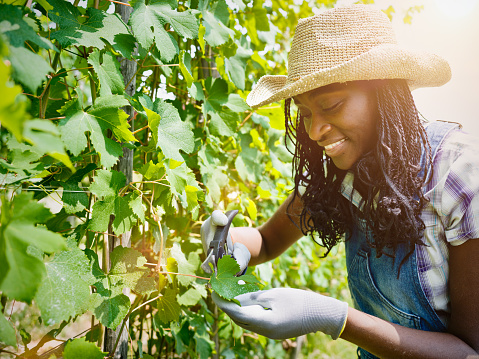 Young African agricultural woman in wineyard