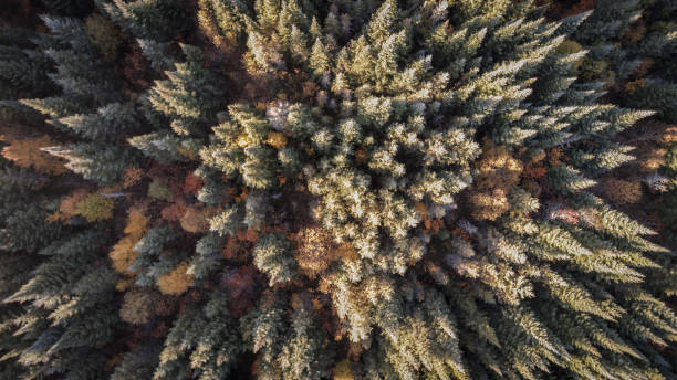 istock Aerial View of Autumn Forest Nature, Quebec, Canada 803513362