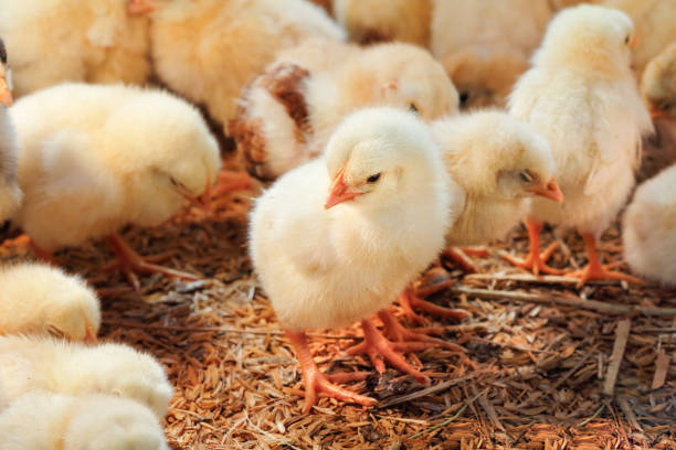 pollo per bambini in allevamento di pollame - poultry farm chicken baby chicken foto e immagini stock