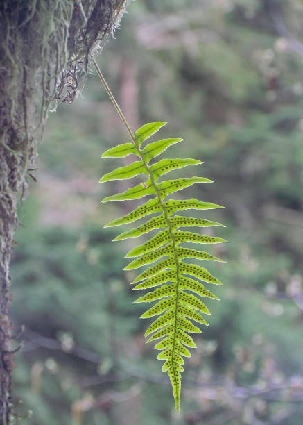 istock Green Fern Hanging from Tree 803522184