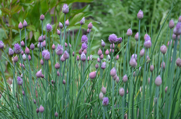 istock Purple Flowering Chives 803524368