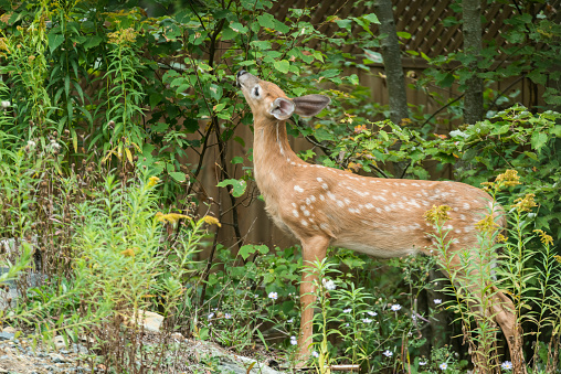 White tailed deer in a suburban backyard.