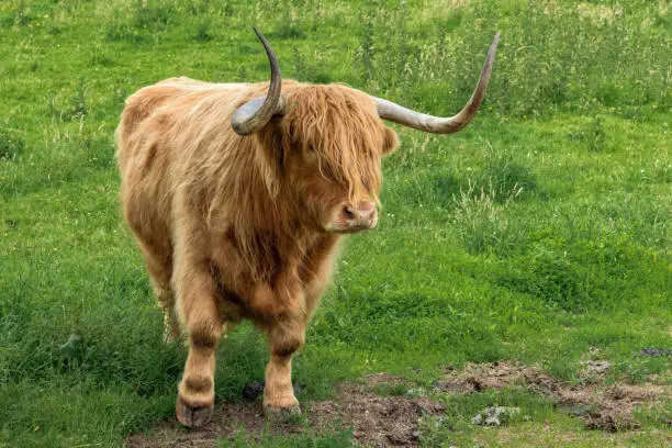 Photo of Brown Highland Cow (Animal)