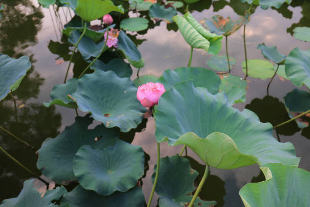 istock CUHK Reflection of the Lake Shatin 803556624