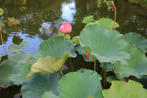 istock CUHK Reflection of the Lake Shatin 803558842