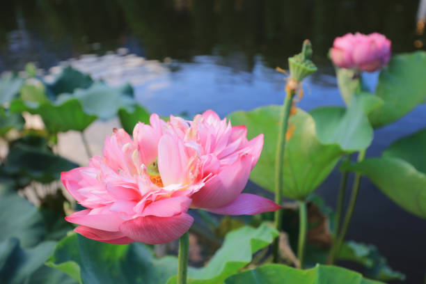 istock lotus bloom in Reflection of the Lake 803558922