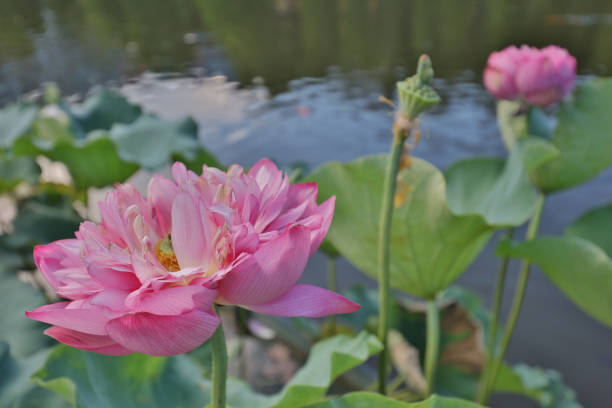 istock lotus bloom in Reflection of the Lake 803558990