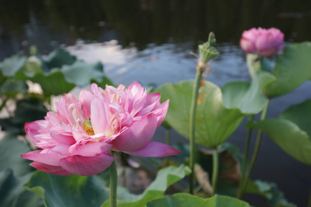 istock lotus bloom in Reflection of the Lake 803559134