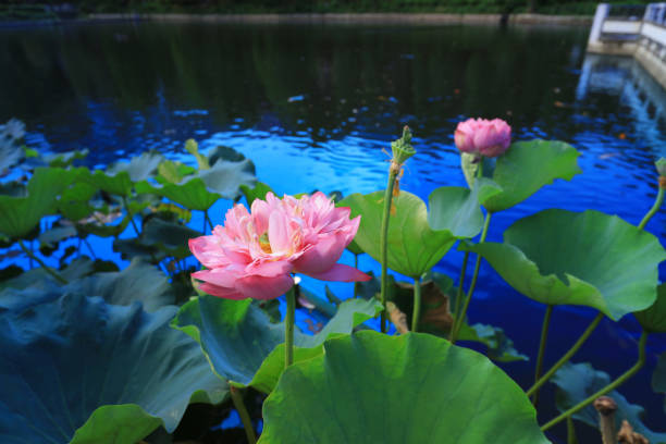 CUHK Reflection of the Lake Shatin