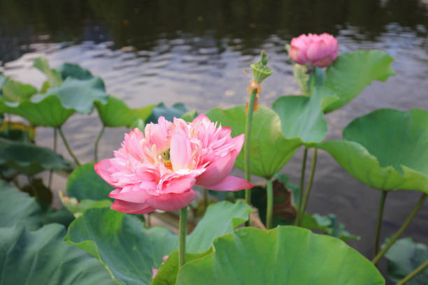istock CUHK Reflection of the Lake Shatin 803561626