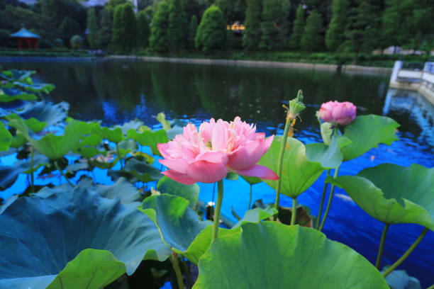 istock CUHK Reflection of the Lake Shatin 803561648