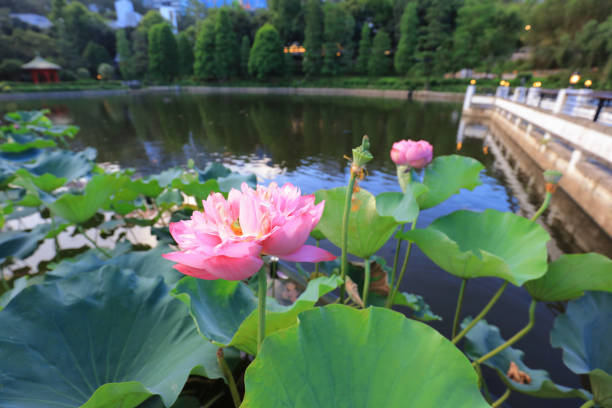istock lotus bloom in Reflection of the Lake 803561844