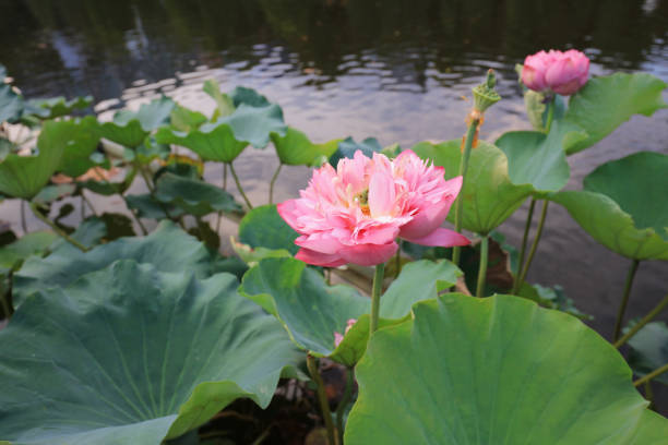 istock CUHK Reflection of the Lake Shatin 803561878