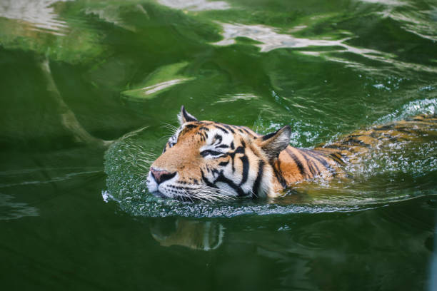 istock Large bengal tiger  swimming in the pond 803562002