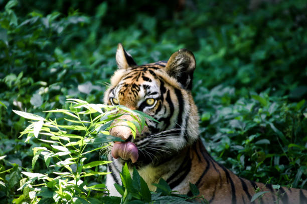 istock close up the face of Bengal tiger looking to camera 803562014