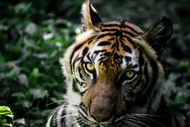 Photo of close up face of Bengal tiger looking to camera