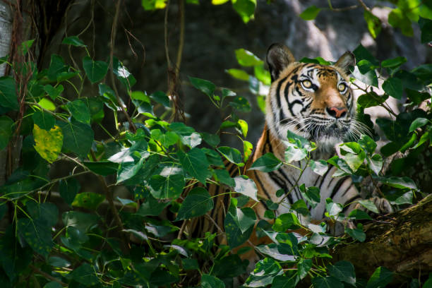 istock close up face of Bengal tiger looking to camera 803562024