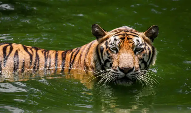 Photo of Closeup portrait of a swimming indochinese tiger