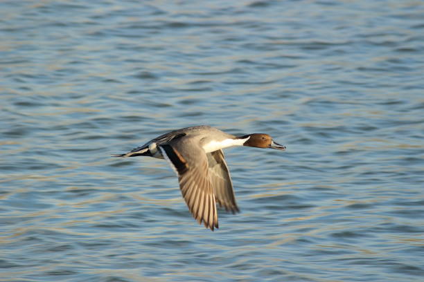istock Northern Pintail, Number 5 803575088