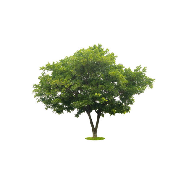 istock beautiful green tree isolated on white with clipping path 803577608