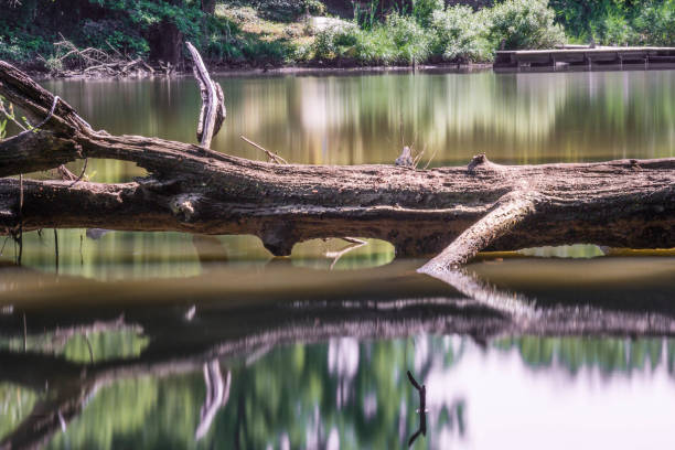 A long exposure summer scene of a creek surrounded by greenery with a fallen tree.