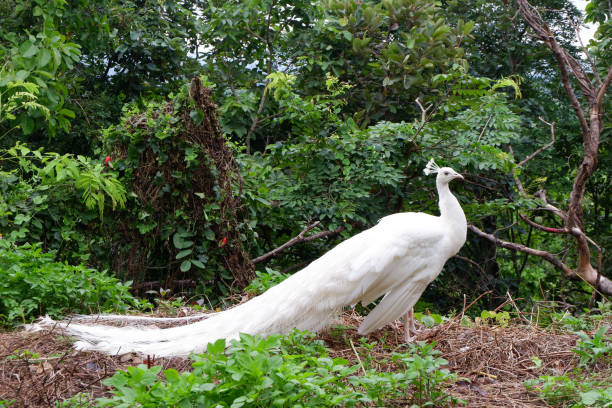 istock White Peacock Birds in Thailand and Southeast Asia. 803585816