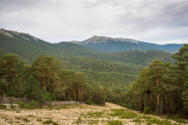 Scots pine forest in El Bosque ski slope, in Guadarrama Mountains National Park, province of Segovia, Spain