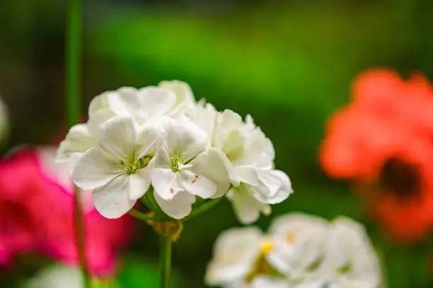 Photo of White Flower in nature. Macro