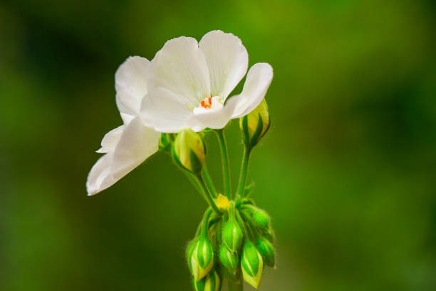 White Flower on others flowers background. in nature