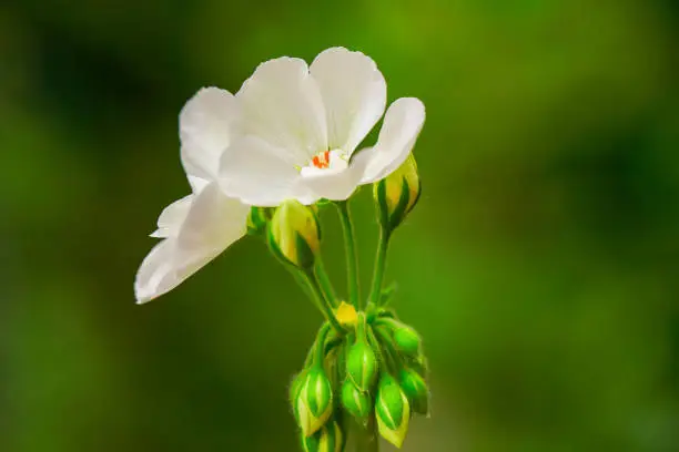 Photo of White Flower in nature. Macro