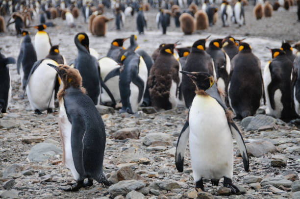 istock King Penguins at Fortuna Bay 803596824