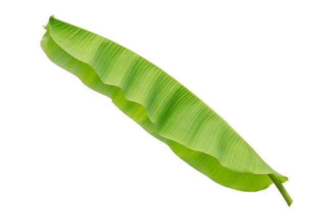 istock banana leaf isolated on white background 803597360