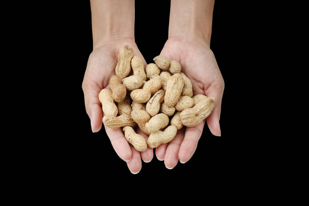 istock Hands holding peanuts in the shell isolated on black background. 803597430