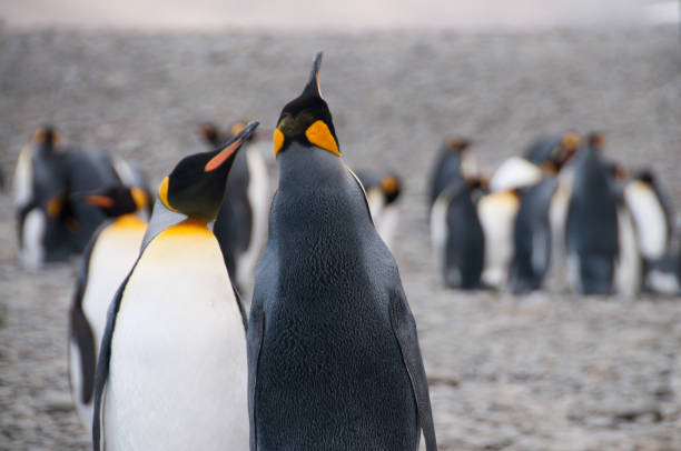 istock King Penguins at Fortuna Bay 803599676