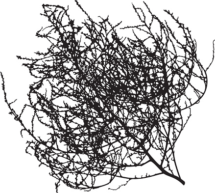 Vector silhouette of a tumbleweed.