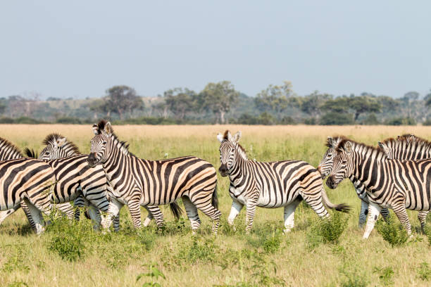 istock A herd of Zebras standing in the grass. 803605896