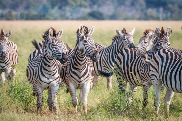 istock A herd of Zebras standing in the grass. 803605906