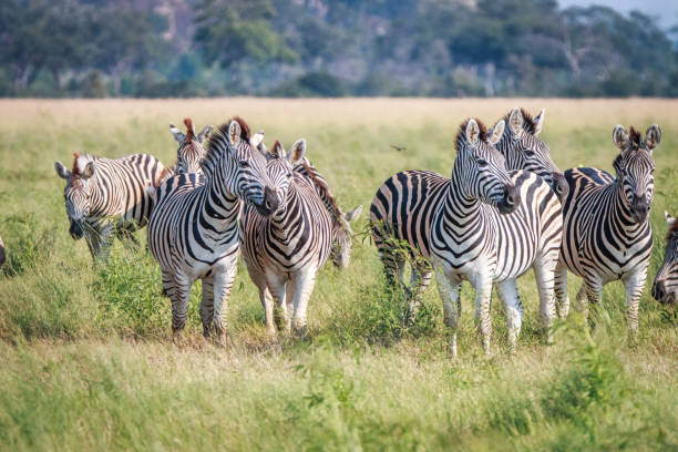 istock A herd of Zebras standing in the grass. 803605908