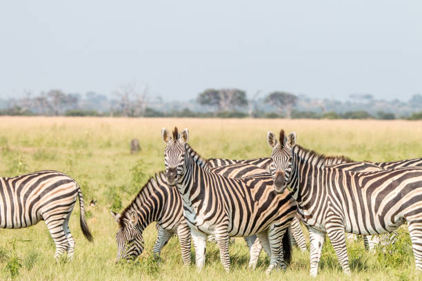 istock A herd of Zebras standing in the grass. 803606012