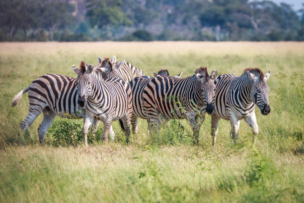 istock A herd of Zebras standing in the grass. 803606086