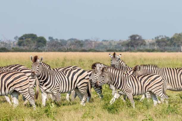 istock A herd of Zebras standing in the grass. 803606112