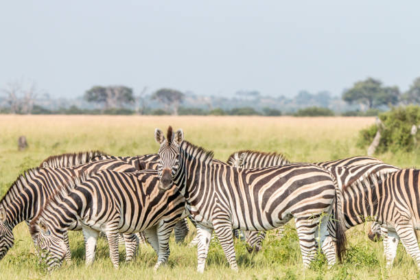 istock A herd of Zebras standing in the grass. 803606134