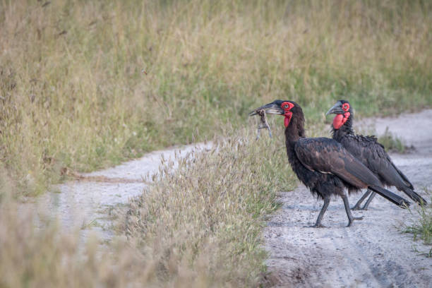 istock Two Southern ground hornbill walking on the road. 803606160