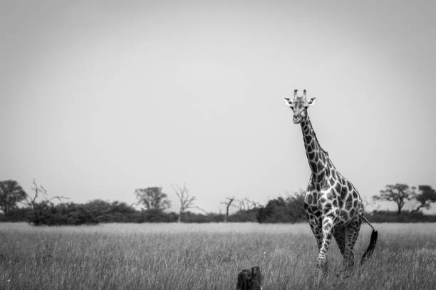 istock A Giraffe walking in the grass in black and white. 803606206