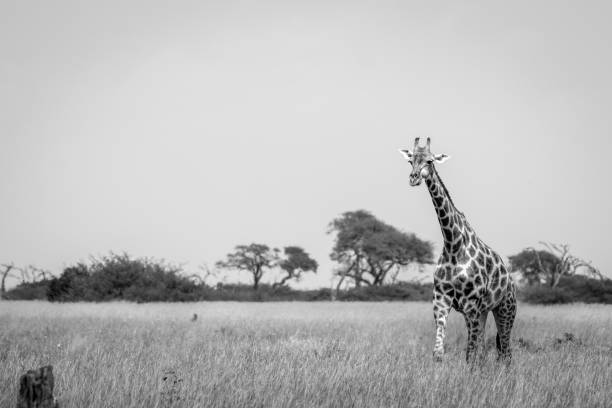 istock A Giraffe walking in the grass in black and white. 803606238