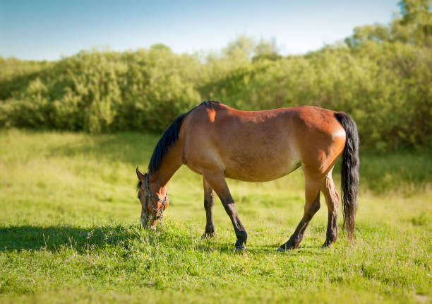 istock horse grazing on green pasture 803608818