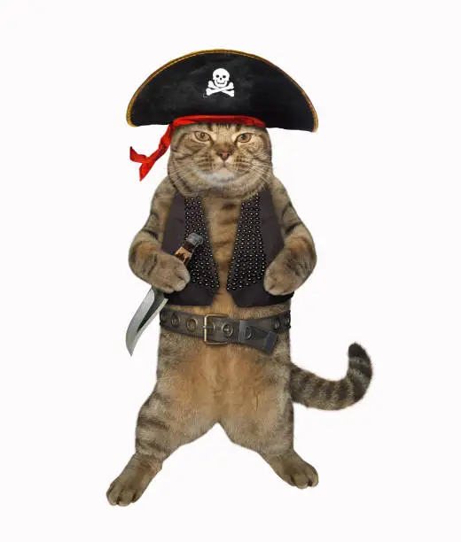 Photo of Cat pirate 1